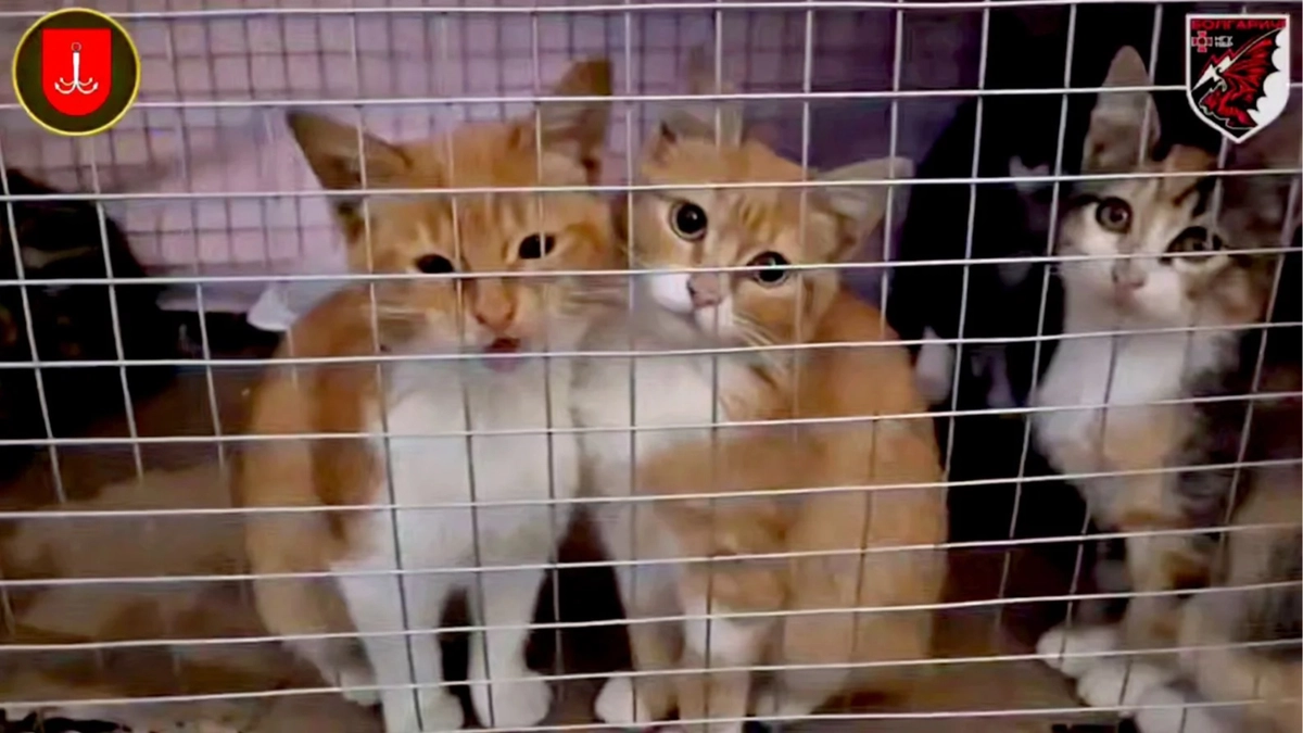 Cat and five kittens rescued from occupied Oleshky in drone evacuation across Dnipro River