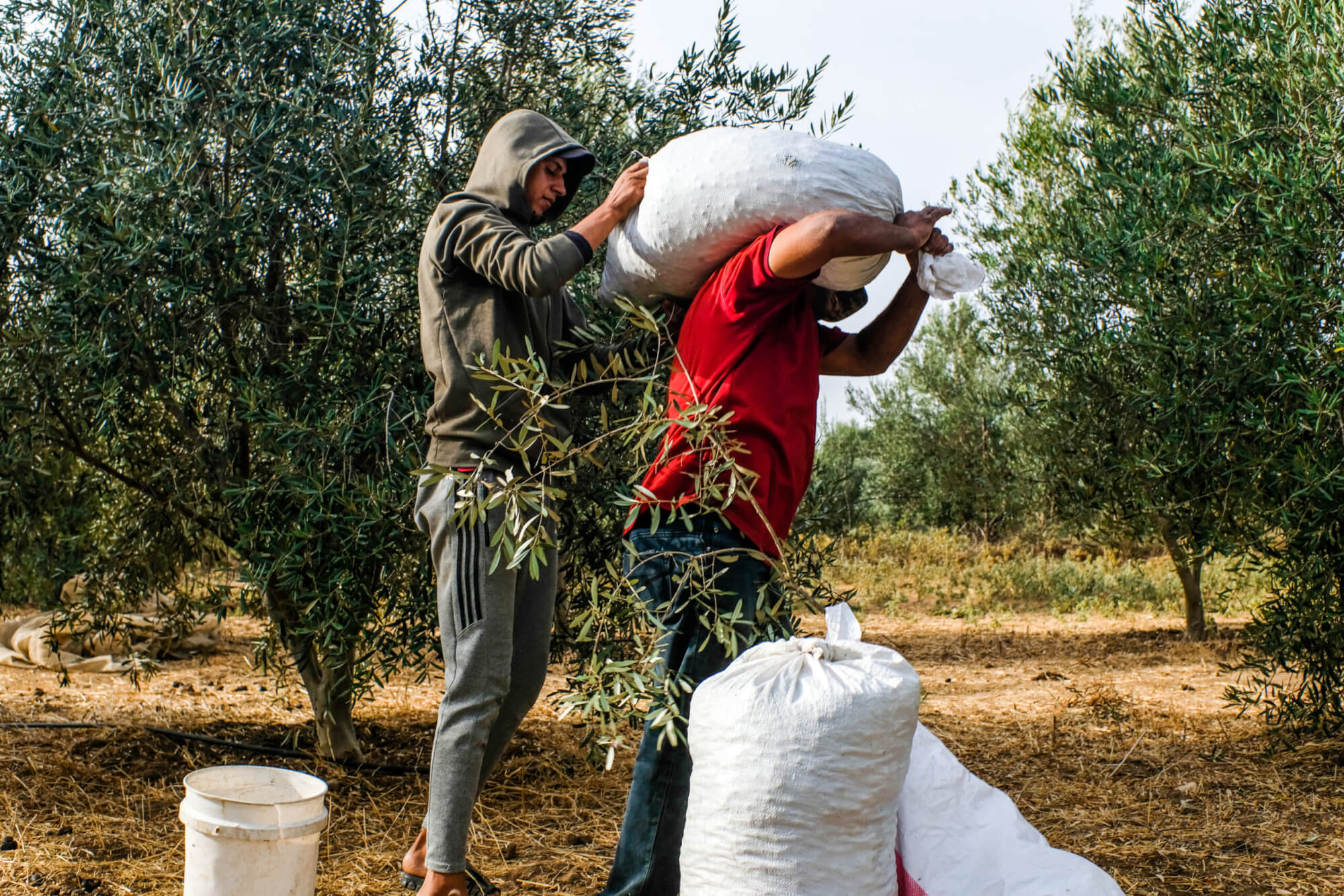 After three years of genocide, Gaza’s olive harvest is going extinct